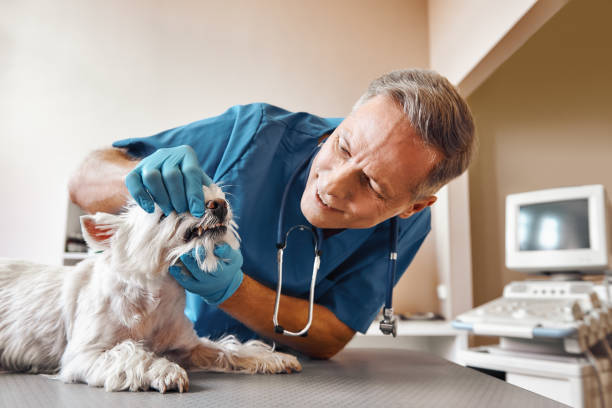 Best Emergency Dental Services for Seniors in Gwinn, MI